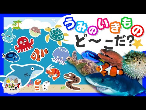 【海の生き物 アニメ】うみのいきものど〜こだ？隠れている海の生き物たちを探そう！サメやウミガメなど水族館の人気ものたちが大集合★【水族館 知育動画】