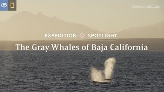 Expedition Spotlight: The Gray Whales of Baja California