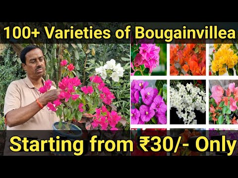 বোগেনভিলিয়া ₹30/অবিশ্বাস্য হলেও সত্যি!100+Varieties of Bougainvillea!লক্ষ্মীনারায়ণ নার্সারী!