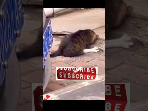 Cat catch in Rat on hole #short #shorts#shortvideo