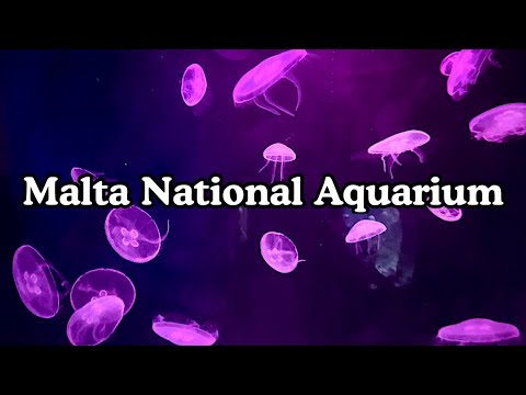 MALTA NATIONAL AQUARIUM-EXPERIENCE MALTA’S UNDERWATER LIFE