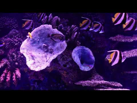 4K Fish Tank Marine Life Aquarium - TV Screensaver to Fall asleep, Study or Relax