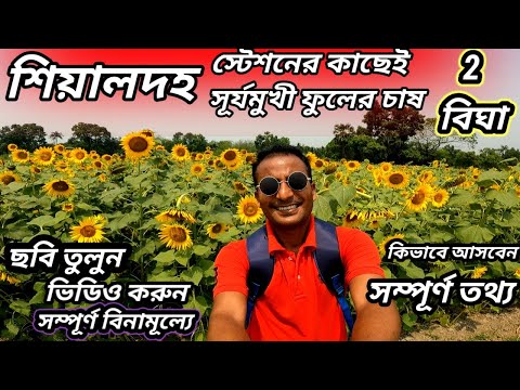 কলকাতার মধ্যেই সূর্যমুখী ফুলের চাষ 🌻| Dakshin Durgapur Sunflower Garden | Sunflower garden near me