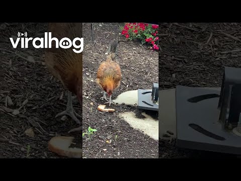 Fresh Fast Food || ViralHog