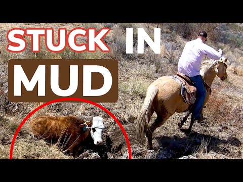 Crossing Cow Herd Over Mud: How Many Will Get Stuck? Vlog 21