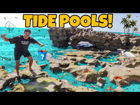 Finding EXOTIC FISH Trapped in TIDE POOLS!!