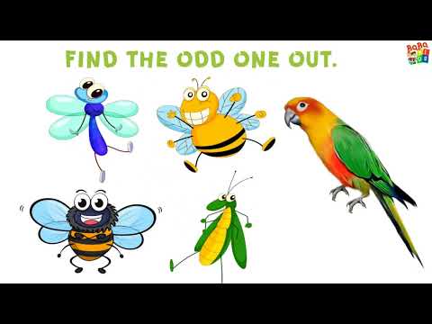 Kindergarten Learning Videos for 5 year Old's | Pre School Simple Question | Educational Videos