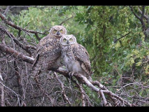 Young Great Horned Owls dusk along Turkey Creek July 31 2024