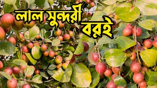 লাল সুন্দরী বরইয়ের চাহিদা বাজারে সবচাইতে বেশি ।Raaz Agro