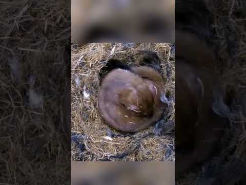 This stoat can't stop fidgeting as it sleeps