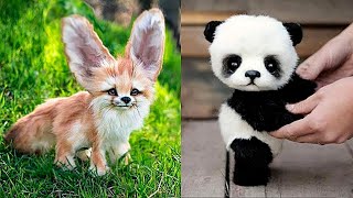 Top cute animals in the world ||cute baby animals compilation ||Funny and cute moment of the animals