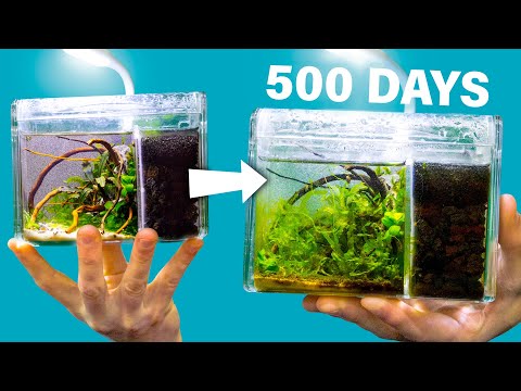 I Made a Tiny Snail Aquarium 500 Days Ago. How Is It?