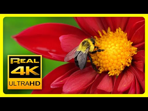 Breathtaking Colors of Nature in 4K II 🌹🌷 Beautiful Flowers - Sleep Relax Music UHD TV Screensaver