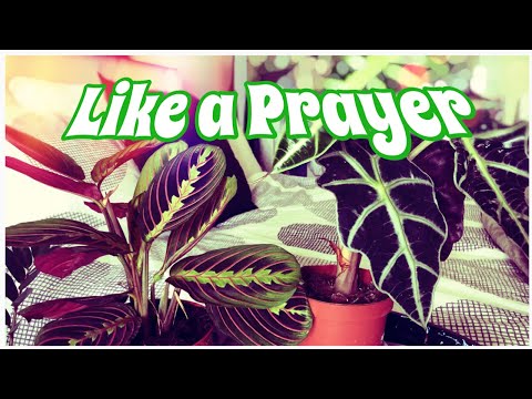 MINI PLANT HAUL | OF POLLY & A PRAYER | INDOOR PLANTS & STORY TIME