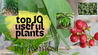 USEFUL PLANTS YOU SHOULD KNOW |  #useful #THETOP10MOST