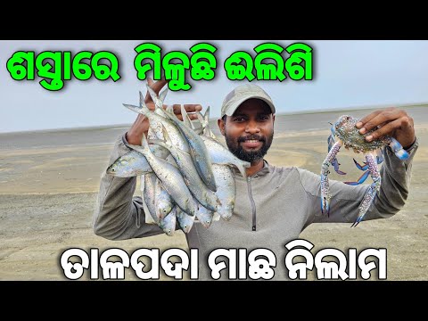 ତାଳପଦାର ଶସ୍ତା ଈଲିଶିକୁ ବଡକଙ୍କଡା | Talapada Fish Market | Fresh Sea Food |