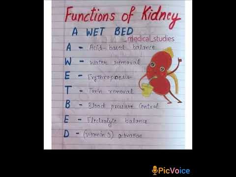 Function of Kidney #nursingstudent #youtubefeed #youtubeshorts #viralvedio #shortsfeed #bhfyp