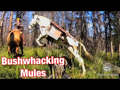 Mules Go Bushwhacking: Vlog #6