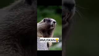 #muskan trending squirrel🐿funny🤣  video#short #viralshort