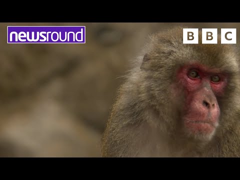 Roarsome Dinosaurs, Monkey business and unusual cinema goers | Strange News | Newsround