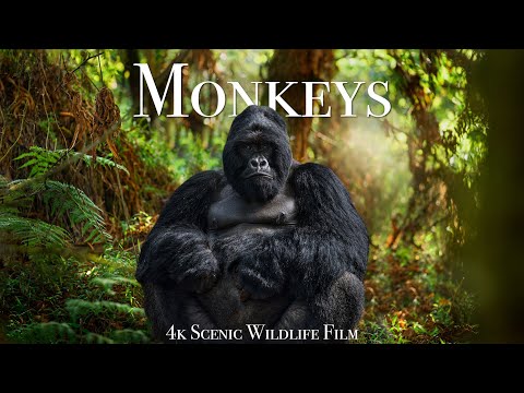 Monkeys & Primates 4K - Scenic Wildlife Film With Calming Music