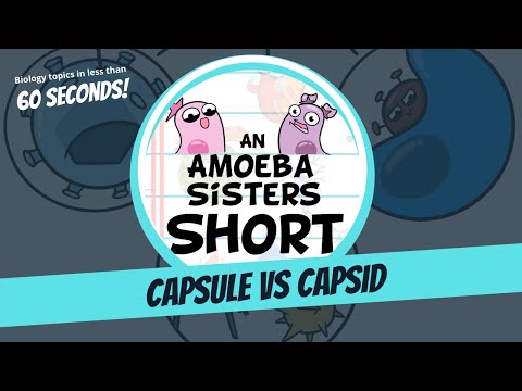 Differences Between a Bacterial Capsule and Viral Capsid - Amoeba Sisters #Shorts