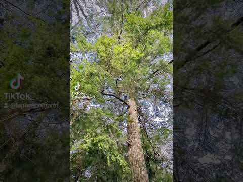 Forest Bathing with Giants 🌲✨#firestbathing #treesarehealing