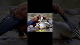 Fox vs Eagles: Intimidation Without Action #shorts #animals #wildlifeinspiration #bigcat #animalday