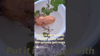 Grow Sweet potatoes faster 😋 #growth #gardening #sweetpotato #fastgrowth