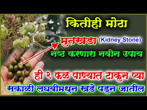 ही 2 फळे पाण्यात टाकून प्या खडे लघवीतून पडून जातील कसलाही मुतखडा,kidney stone चुटकीत फोडणारी वनस्पती