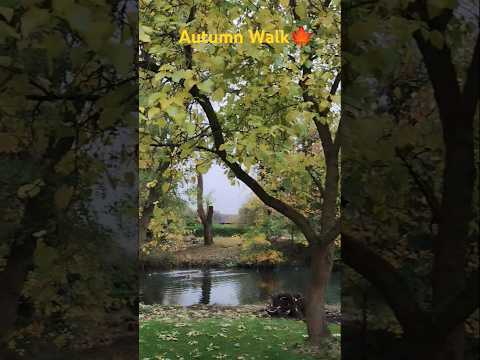 🍂Nature Walk #shorts #nature #naturelovers #shortsfeed #pov #animals #lake #duck