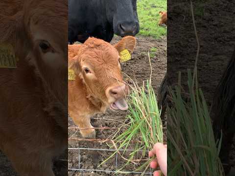 Feeding the locals - #cyclinguk #cyclinglife #countrysidecycling #shorts