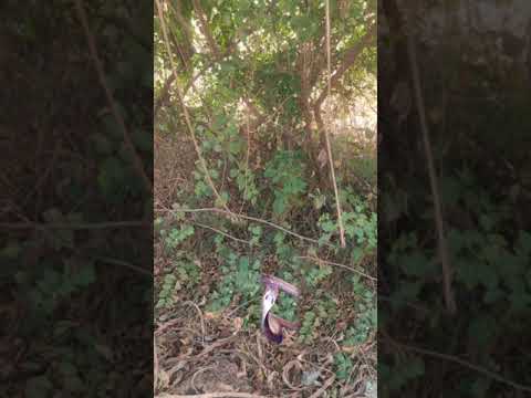 snake in jungle #short#shorts#shortvideo