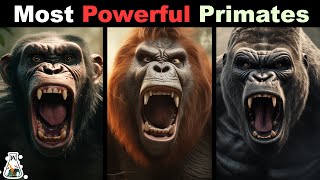 10 Most Powerful Primates In The World