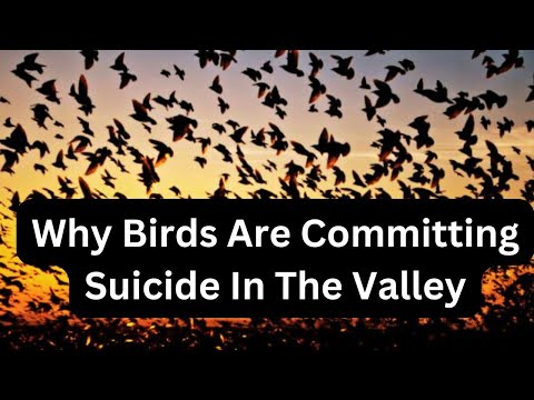 Why Birds Are Committing Suicide in the Valley