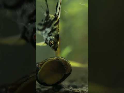 Zebra Nerite Snail #shortvideo #snail #aquarium