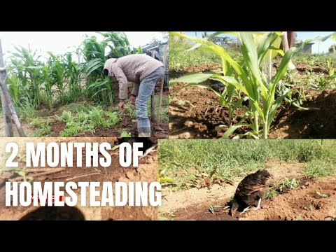 2 months of homesteading in our village | Homesteading in South Africa