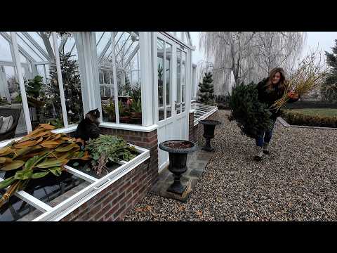 Outdoor Christmas Containers for the Hartley & Potting Rex Begonias! 🌲❤️🪴 // Garden Answer