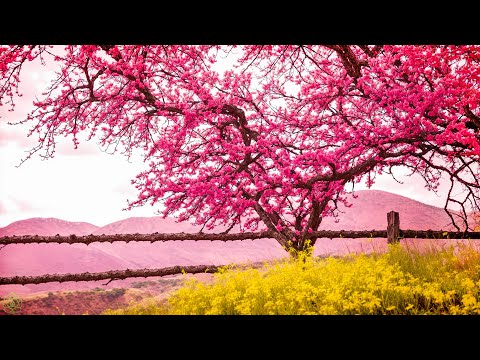 Gentle healing 🌸 music for health and to calm the nervous system, deep relaxation