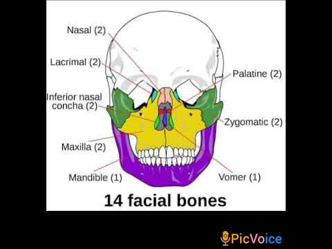 Facial bone #nursingstudent #youtubefeed  #viralvedio #youtubeshorts #shortsfeed #bhfyp