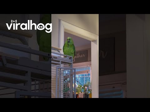 Parrot Curses At Guest || ViralHog