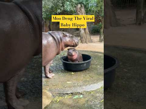 Meet Moo Deng The Viral Hippo | Moo Deng the Most famous Hippo in Thailand