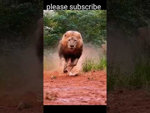 Lion Attacking Run || #short #shorts