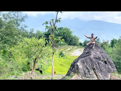 गोठालामा रक्सिले मातेर यती सम्म साइरी आयो मायालुलाइ सम्झेर 🤣🤣 #gothalovlog