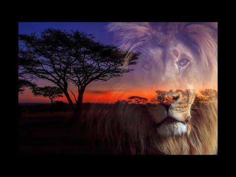 Saving Lions