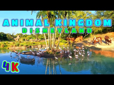 Disney's Animal Kingdom Safari 2023, Orlando Florida USA 4K - UHD