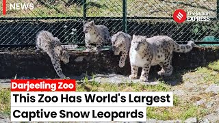 Snow Leopard In Zoo: How Darjeeling Zoo Has The World's Largest Captive Snow Leopard Population?