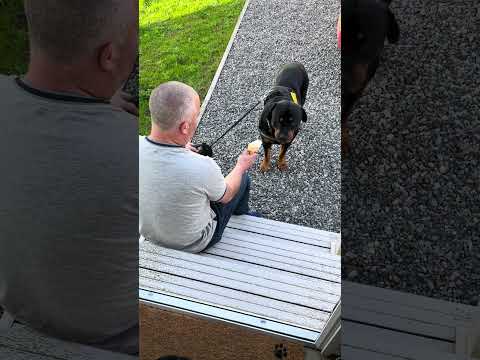 Rottweiler eating his ice-cream #rottweilerlife #rottweilerlove #rottweilerdog #rottweiler