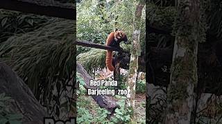 Red  Panda Darjeeling Zoo Beautiful Animal #redpanda