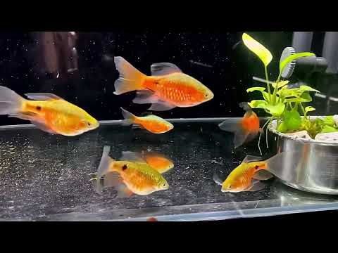 Aqua Harmony 8K - Relaxing Fish Tanks at Home